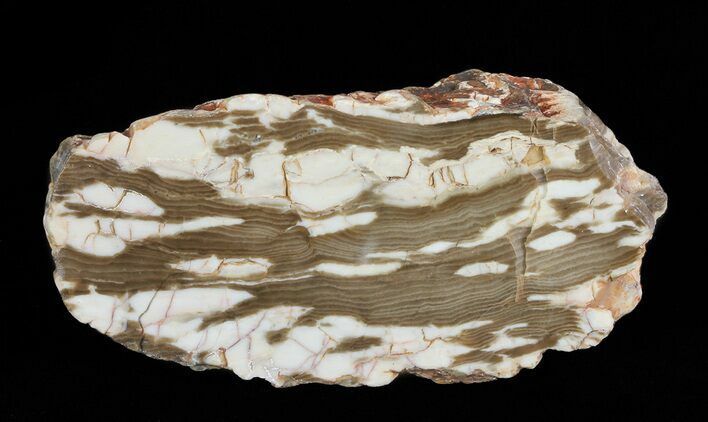 Section of Fossilized Peanut Wood - Australia #65594